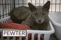 Pewter (FCID# 05/19/2026 - 60 Trainer) - Photo 3