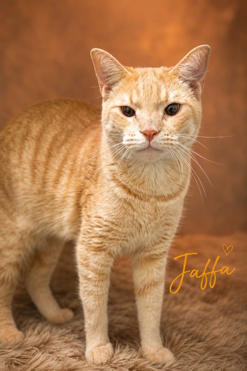 JAFFA (FCID# 06/29/2026 - 53 TRAINER) - Tabby available for adoption
