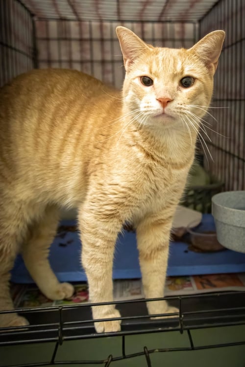 JAFFA (FCID# 06/29/2026 - 53 TRAINER) - Tabby available for adoption