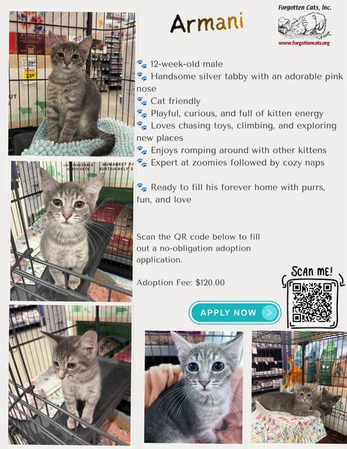 ARMANI (FCID# 07/07/2026 - 12 MILLSBORO PS) DC - Tabby available for adoption