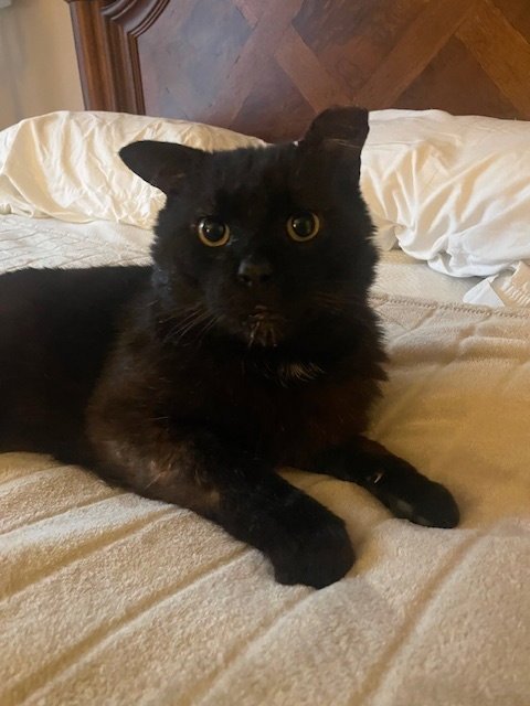 8 (EIGHT) BALL AKA BUDDY (FCID# 03/02/2026 - 8) C - Domestic Short Hair available for adoption