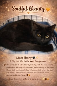 Ebony (FCID# 04/06/2026 - 28 Trainer) - Photo 1