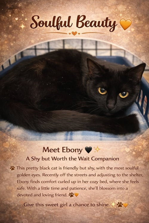 EBONY (FCID# 04/06/2026 - 28 TRAINER) - Domestic Short Hair available for adoption