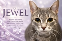 Jewel (FCID# 04/27/2026 - 17 Trainer) - Photo 1