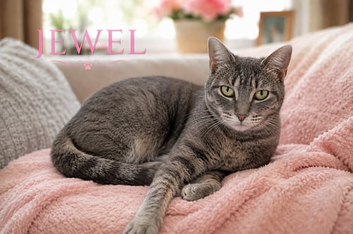 JEWEL (FCID# 04/27/2026 - 17 TRAINER) - Tabby available for adoption