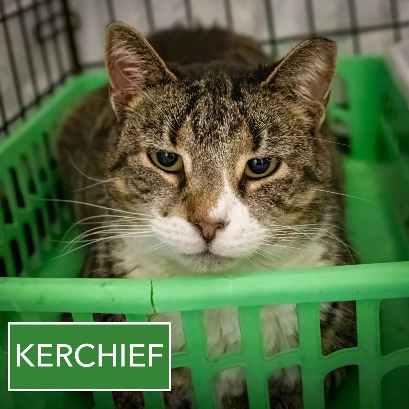 KERCHIEF (F) (FCID# 01/12/2026 - 512 TRAINER) - Tabby available for adoption