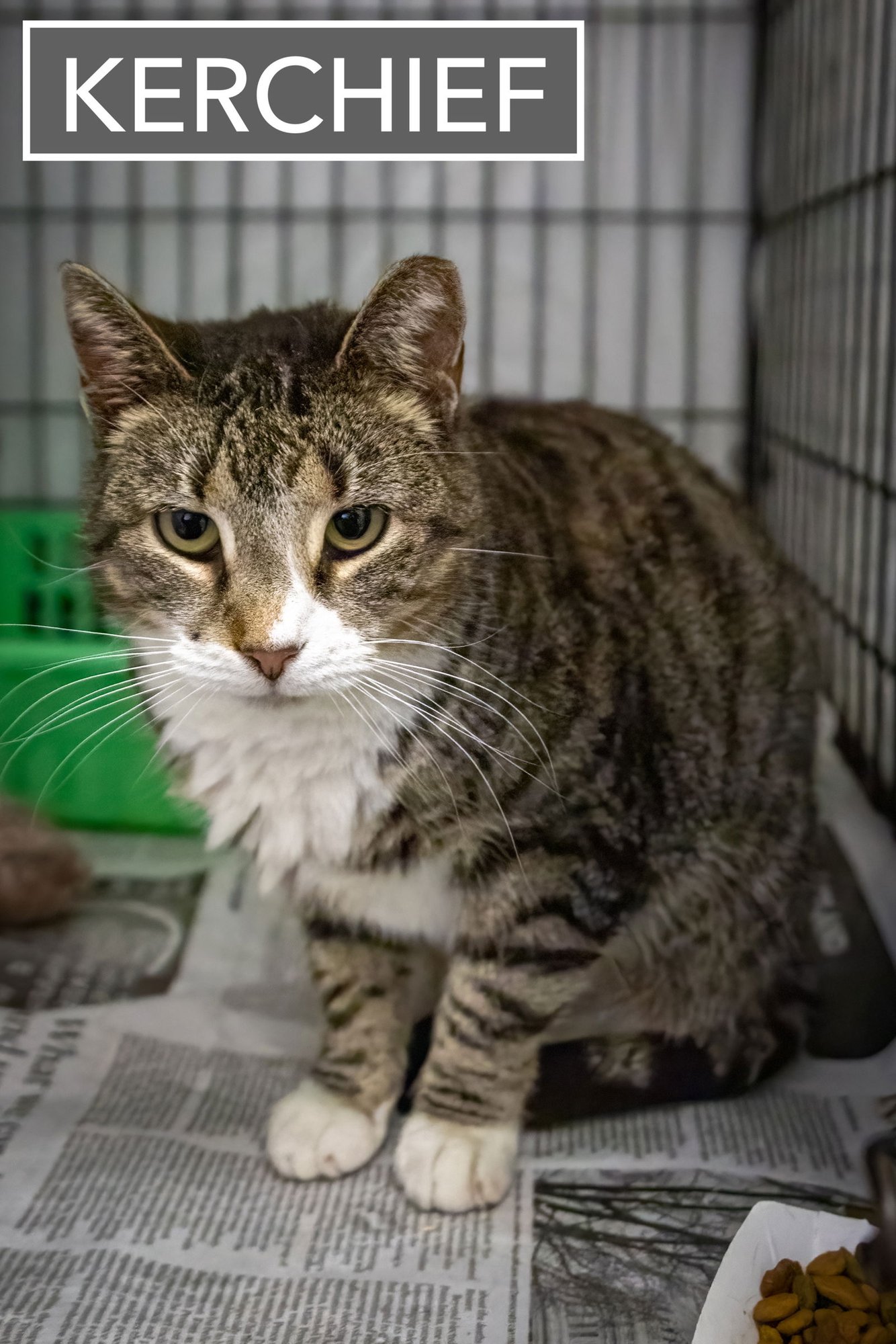 Kerchief (f) (FCID# 01/12/2026 - 512 Trainer) - Photo 3