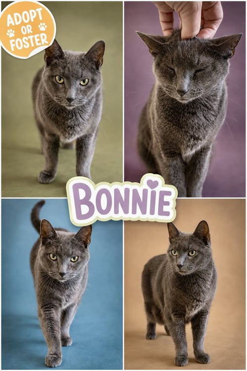 BONNIE (FCID# 06/29/2026 - 9 TRAINER) - Domestic Short Hair available for adoption