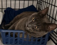Bonnie (FCID# 06/29/2026 - 9 Trainer) - Photo 2