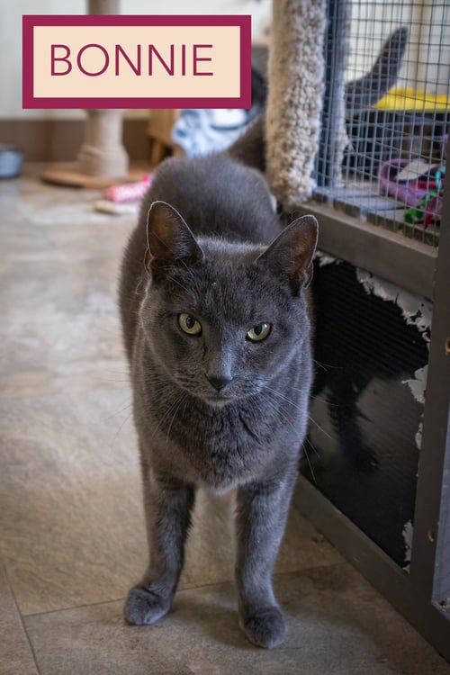 BONNIE (FCID# 06/29/2026 - 9 TRAINER) - Domestic Short Hair available for adoption