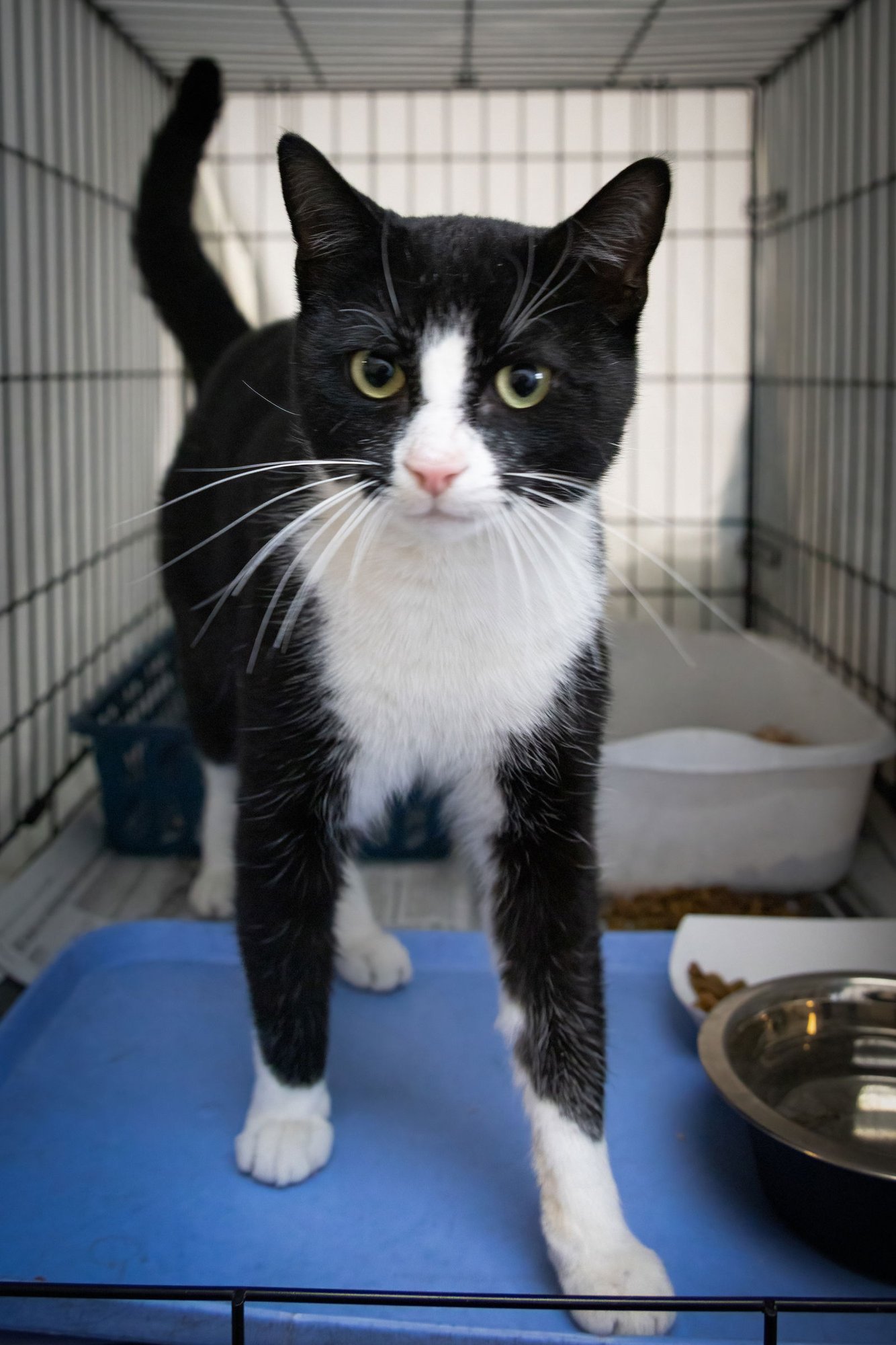 CHIP (FCID# 01/28/2026 - 28 TRAINER) - Domestic Short Hair available for adoption
