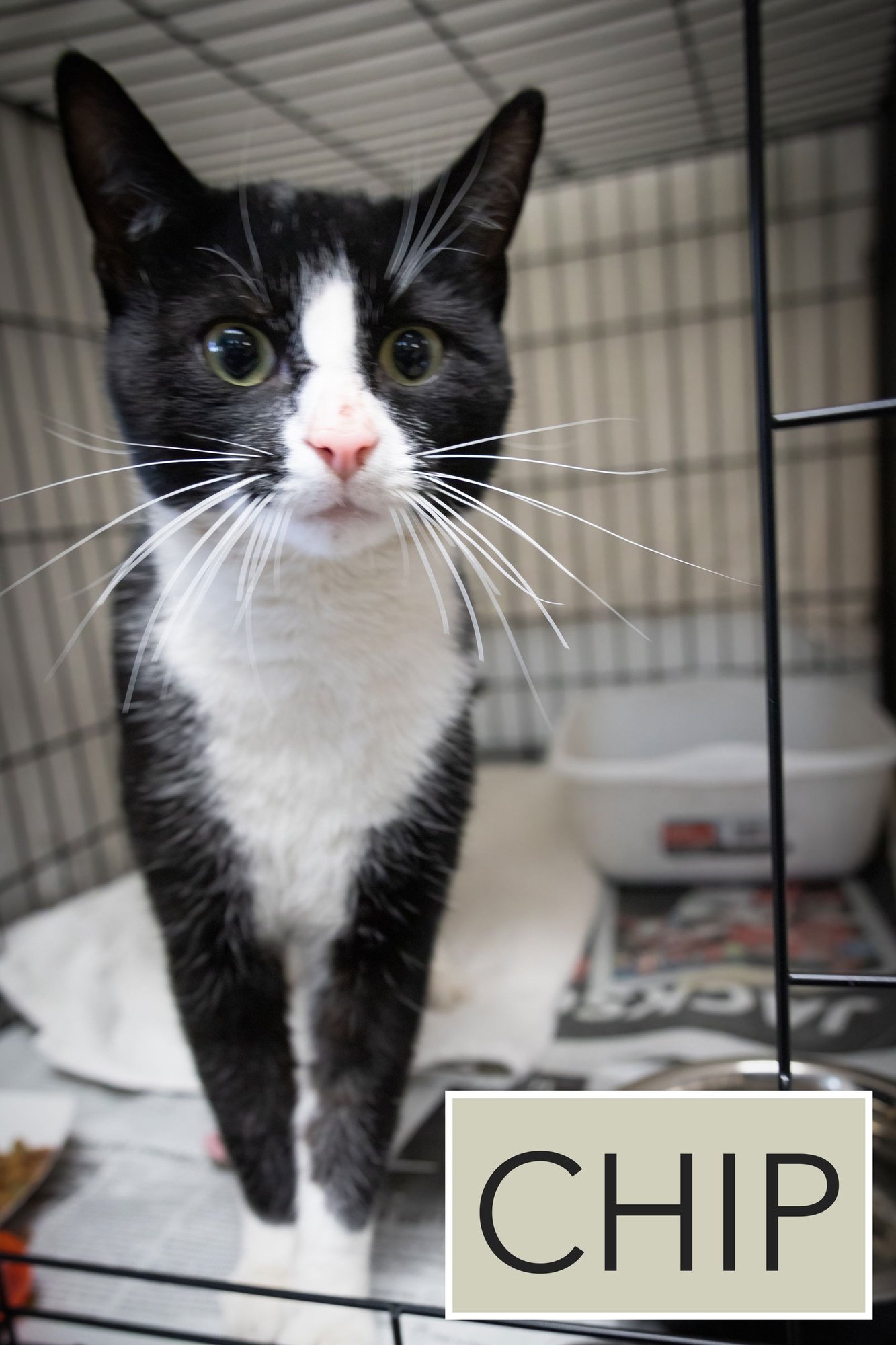 CHIP (FCID# 01/28/2026 - 28 TRAINER) - Domestic Short Hair available for adoption