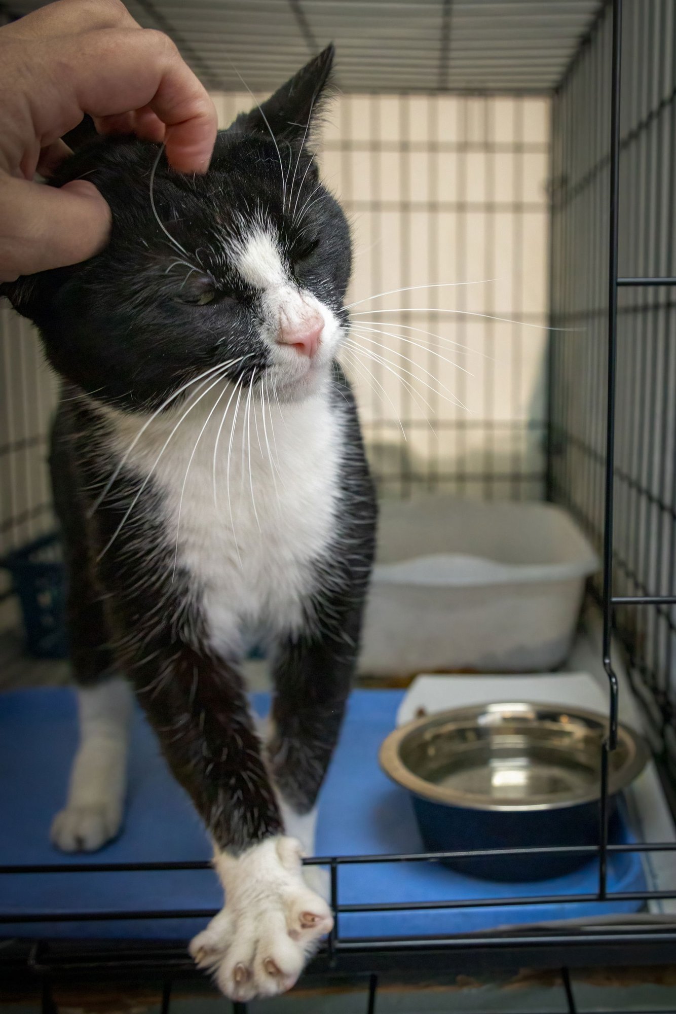 Chip (FCID# 01/28/2026 - 28 Trainer) - Photo 3