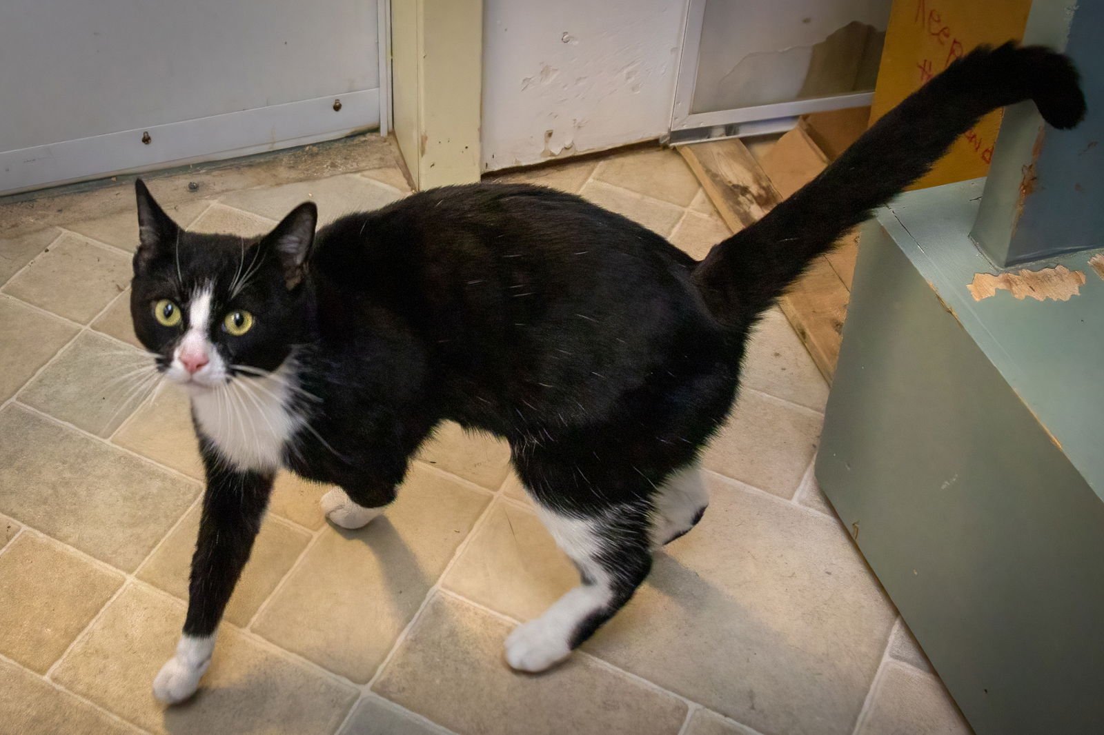 Chip (FCID# 01/28/2026 - 28 Trainer) - Photo 4