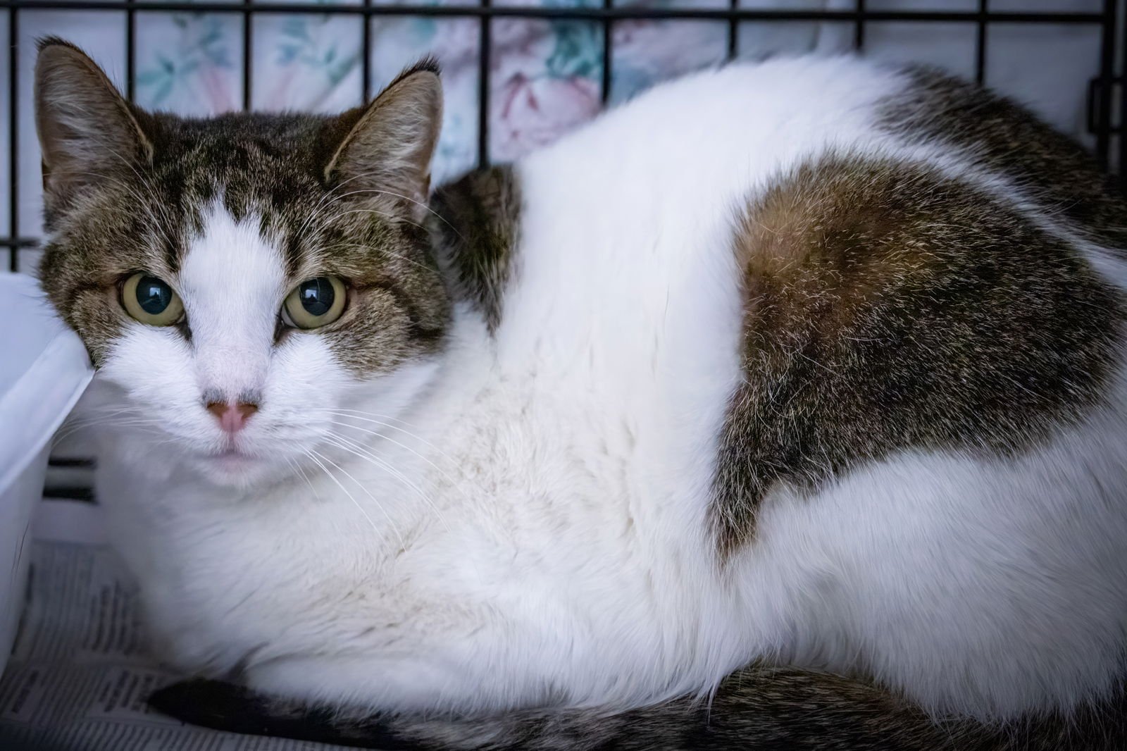 OLIVIA (FCID# 01/29/2026 - 4 TRAINER) - Domestic Short Hair / Tabby available for adoption