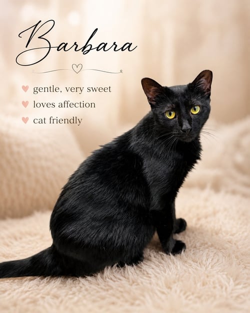 BARBARA WILLOW GROVE, PA (FCID# 05/05/2026 - 109) - Domestic Short Hair available for adoption