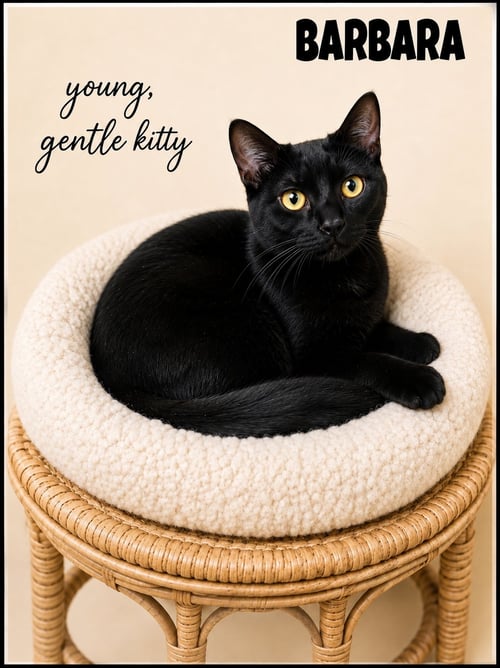 BARBARA WILLOW GROVE, PA (FCID# 05/05/2026 - 109) - Domestic Short Hair available for adoption