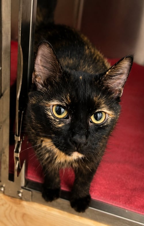 LOLA (FCID# 05/13/2026 - 18 BROOKHAVEN PS) KC - Domestic Medium Hair / Tortoiseshell available for adoption