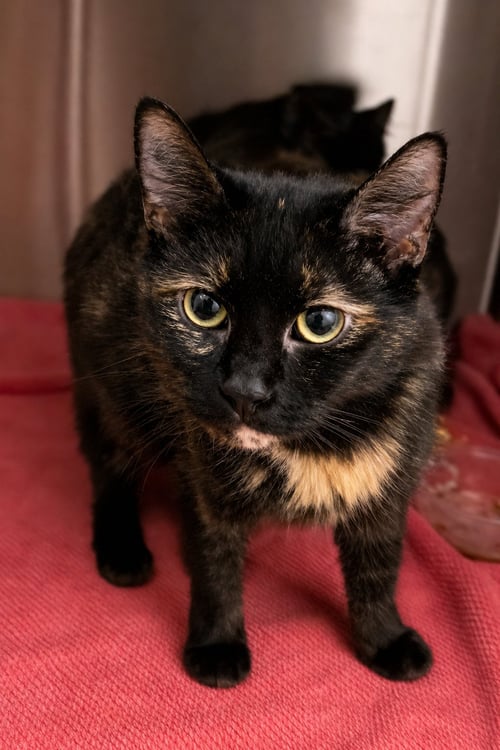 LOLA (FCID# 05/13/2026 - 18 BROOKHAVEN PS) KC - Domestic Medium Hair / Tortoiseshell available for adoption