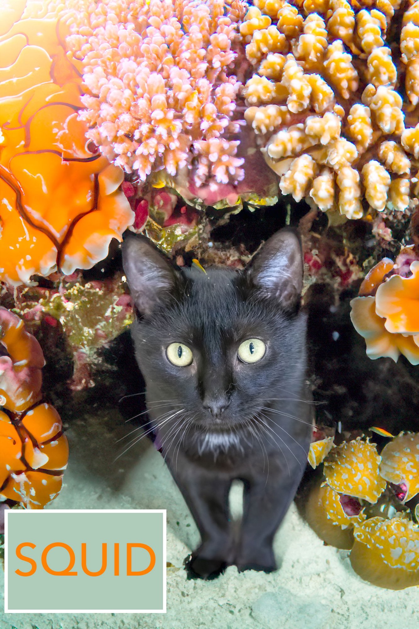 SQUID (FCID# 12/08/2025 - 50) C - Domestic Short Hair available for adoption