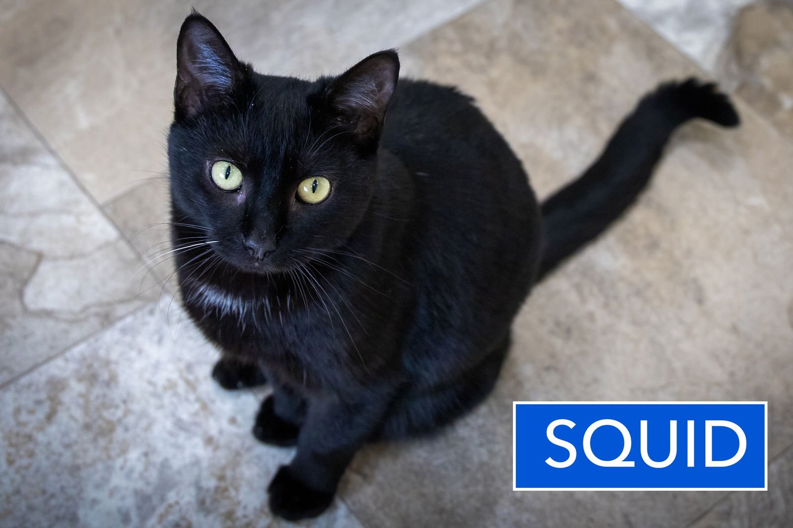 SQUID (FCID# 12/08/2025 - 50) C - Domestic Short Hair available for adoption