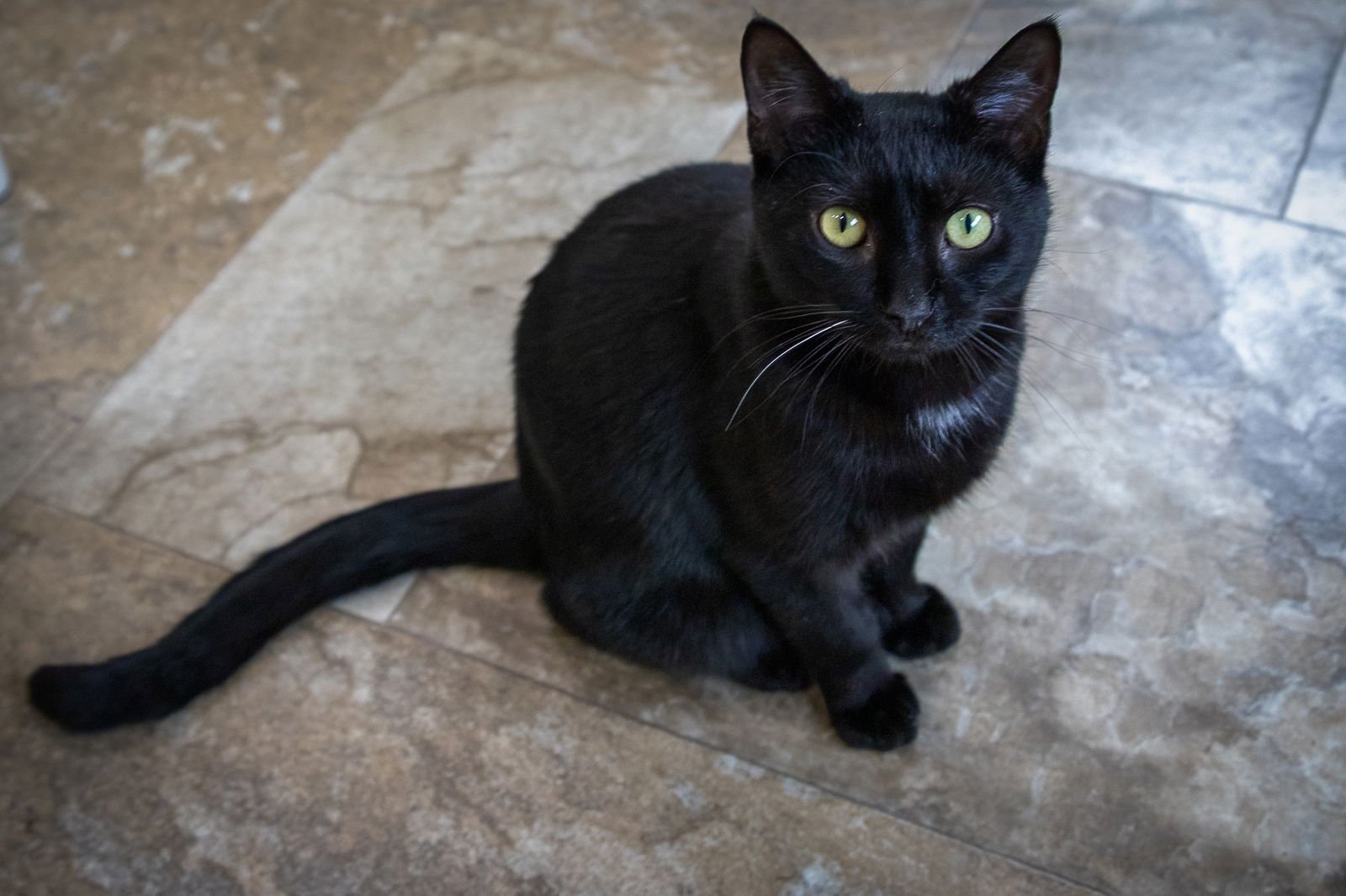 Squid (FCID# 12/08/2025 - 50) C - Photo 3