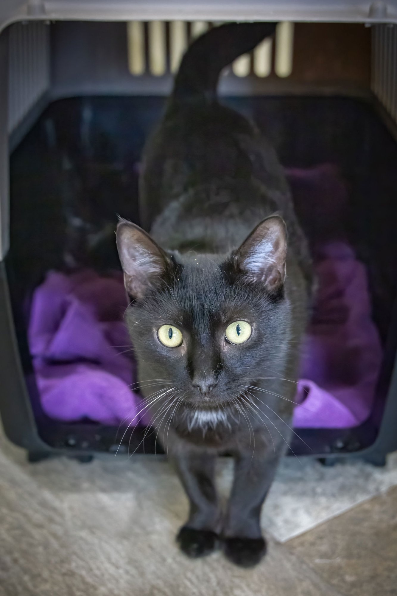 Squid (FCID# 12/08/2025 - 50) C - Photo 4