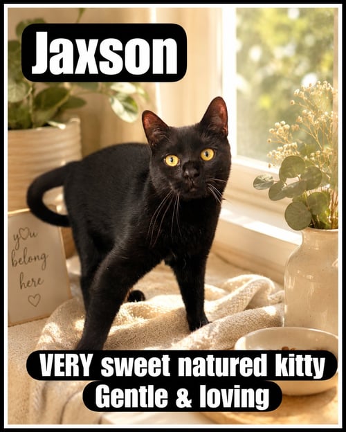 JAXSON (FCID#08/19/2025 - 109) WILLOW GROVE - Domestic Short Hair available for adoption