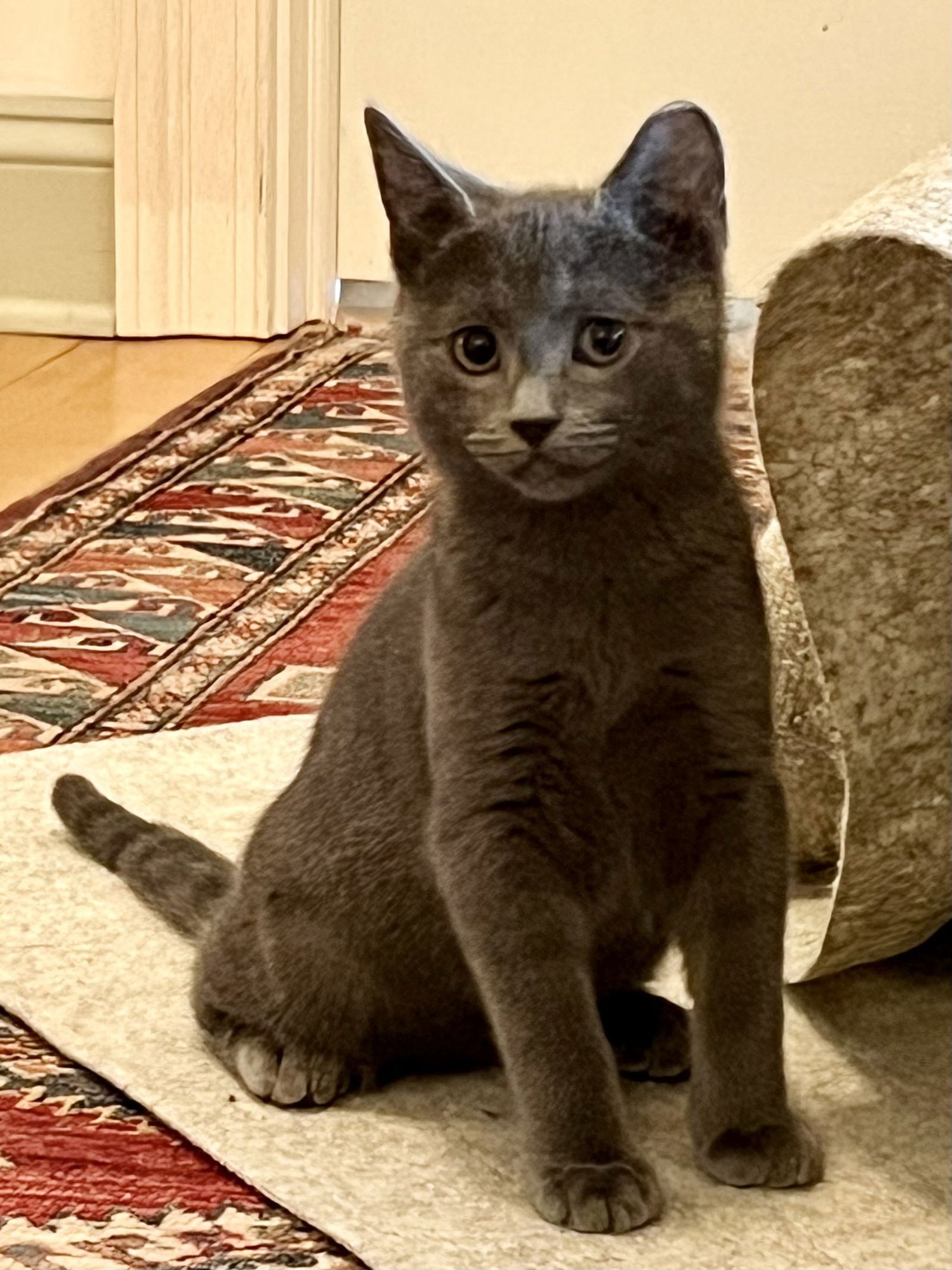 GALENA (FCID# 11/24/2025-41) - Domestic Short Hair available for adoption