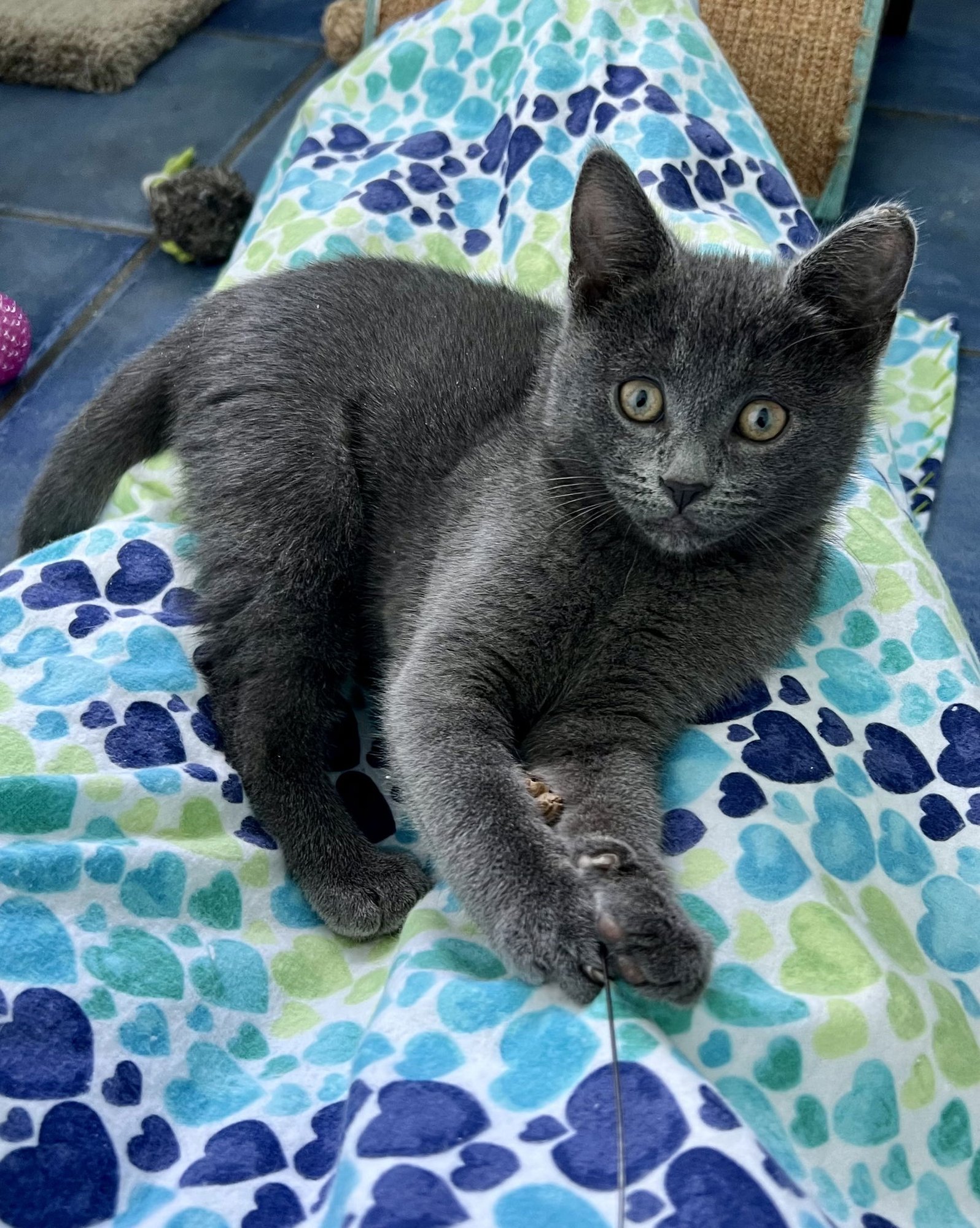 GALENA (FCID# 11/24/2025-41) - Domestic Short Hair available for adoption