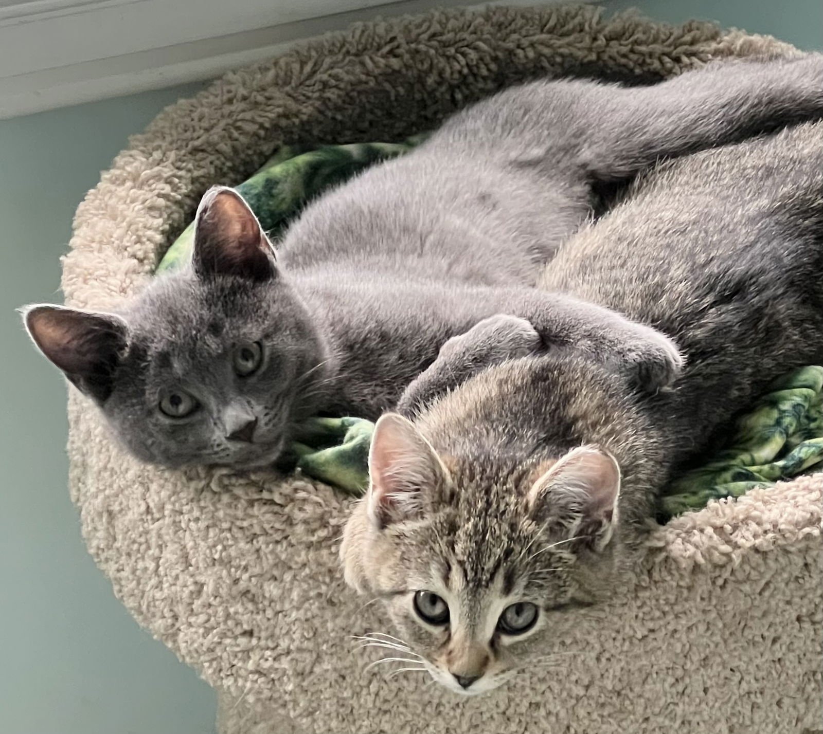 Galena (FCID# 11/24/2025-41) - Photo 3