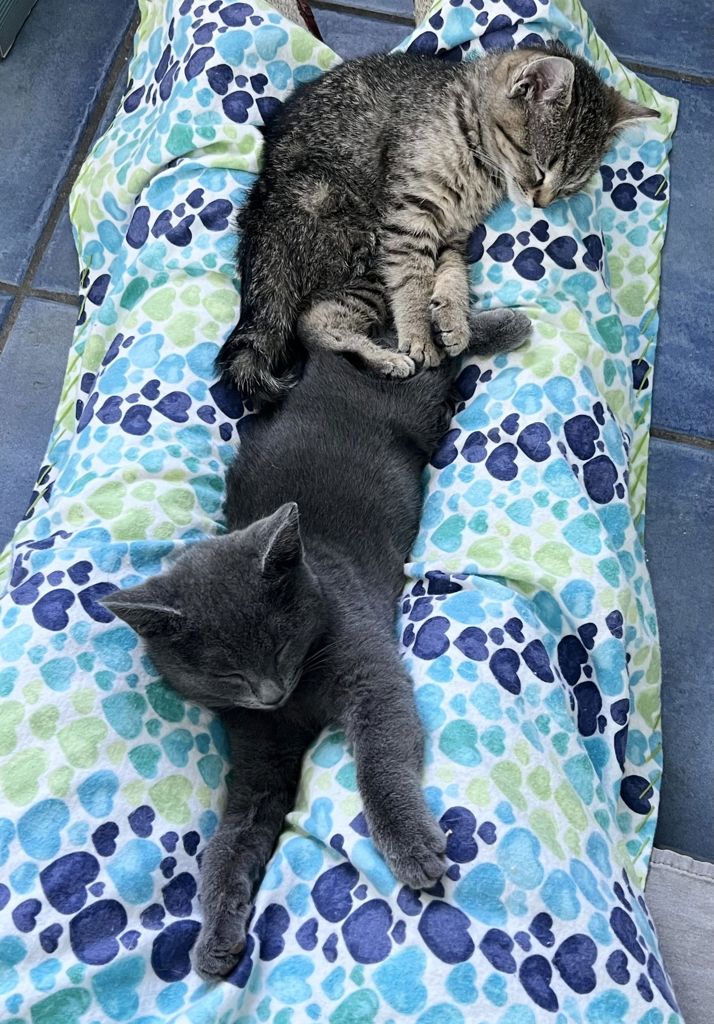 Galena (FCID# 11/24/2025-41) - Photo 4