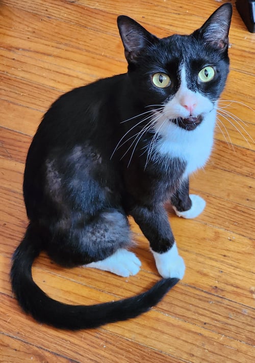 DOLLAR (FCID# 04/15/2026 - 42) C - Tuxedo available for adoption