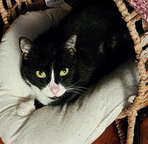 DOLLAR (FCID# 04/15/2026 - 42) C - Tuxedo available for adoption
