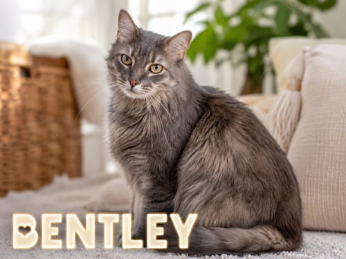 BENTLEY: DLH (FCID# 06/22/2026 - 10 TRAINER) - Domestic Long Hair / Tabby available for adoption