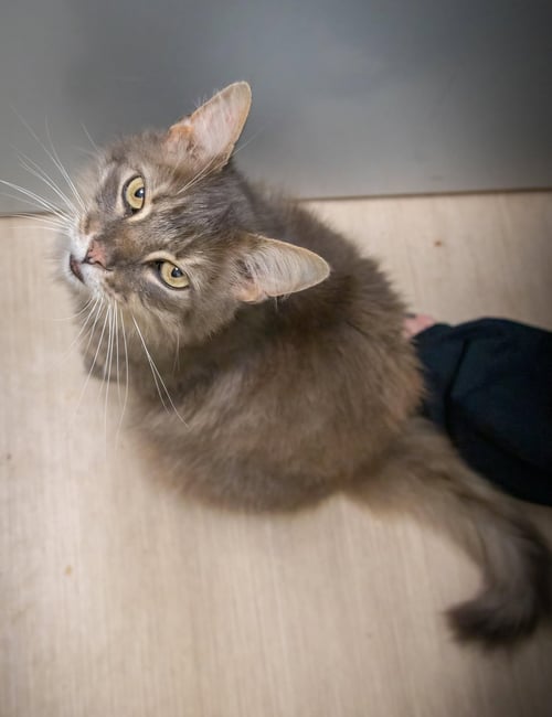 BENTLEY: DLH (FCID# 06/22/2026 - 10 TRAINER) - Domestic Long Hair / Tabby available for adoption