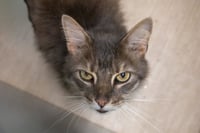 Bentley: DLH (FCID# 06/22/2026 - 10 Trainer) - Photo 3