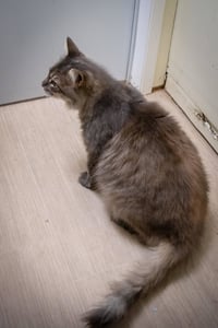 Bentley: DLH (FCID# 06/22/2026 - 10 Trainer) - Photo 4