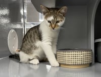 Zorro (FCID# 04/29/2026 - 41 West Chester PS) C - Photo 1