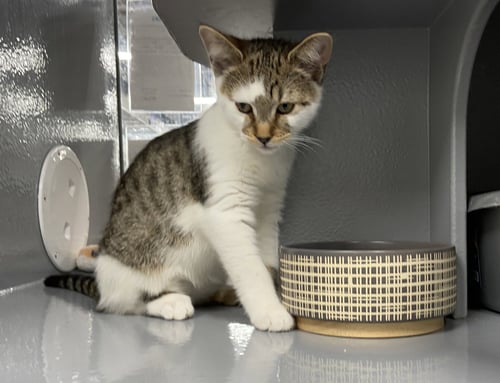 ZORRO (FCID# 04/29/2026 - 41 WEST CHESTER PS) C - Tabby available for adoption