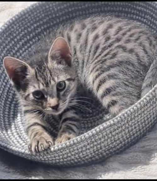 SMOOTHIE, WILLOW GROVE AREA, (FCID 06/26/2026-110) - Domestic Short Hair available for adoption