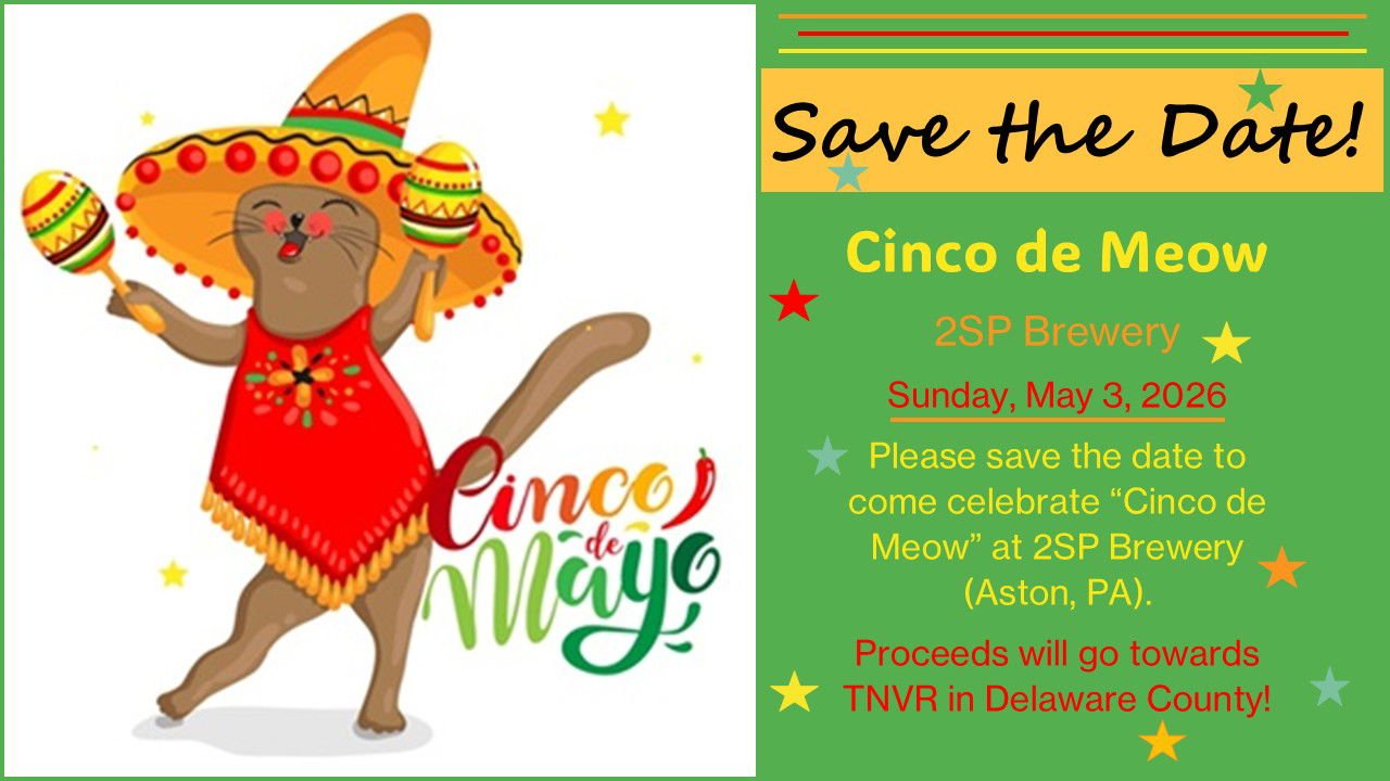 CINCO DE MEOW AT 2SP BREWING CO, ASTON, PA 05/3/26 - Domestic Short Hair available for adoption