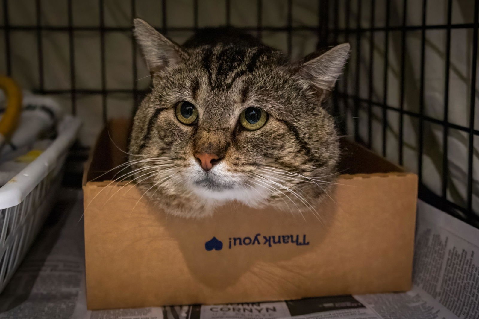 GUTSY (FCID# 03/09/2026 - 81 TRAINER) - Tabby available for adoption