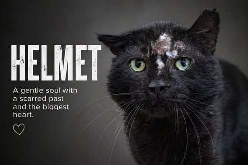 HELMET (FCID# 04/22/2026 - 28 TRAINER) - Domestic Short Hair available for adoption