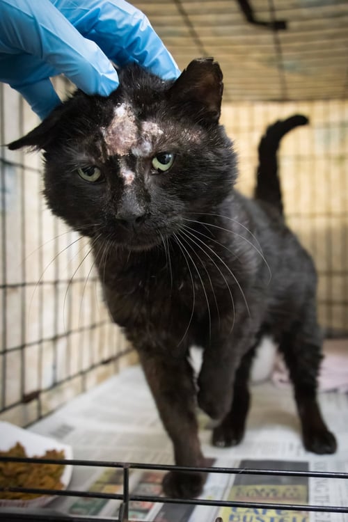 HELMET (FCID# 04/22/2026 - 28 TRAINER) - Domestic Short Hair available for adoption