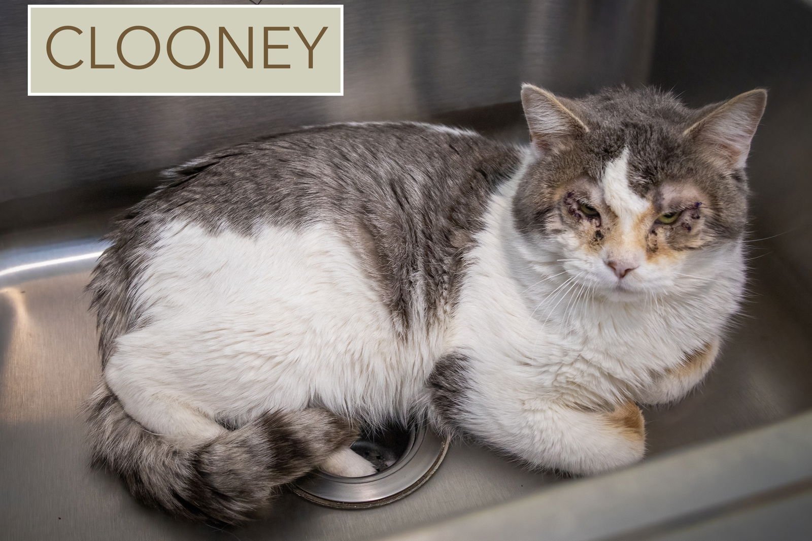CLOONEY (FCID# 01/08/2026 - 67 TRAINER) C - Domestic Short Hair / Tabby available for adoption