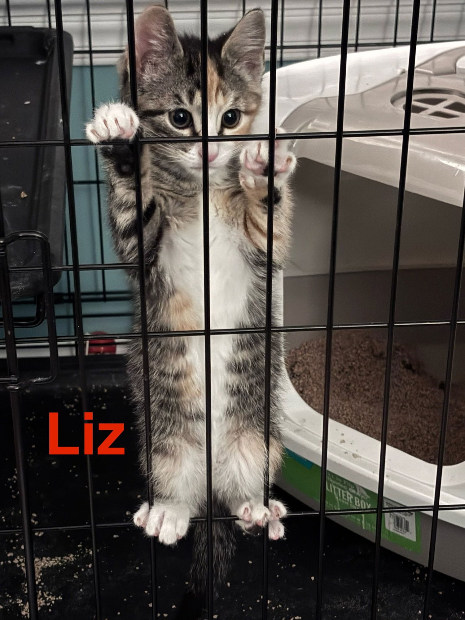 LIZZY (FCID# 02/02/2026 - 62 ) KC - Tabby / Calico available for adoption