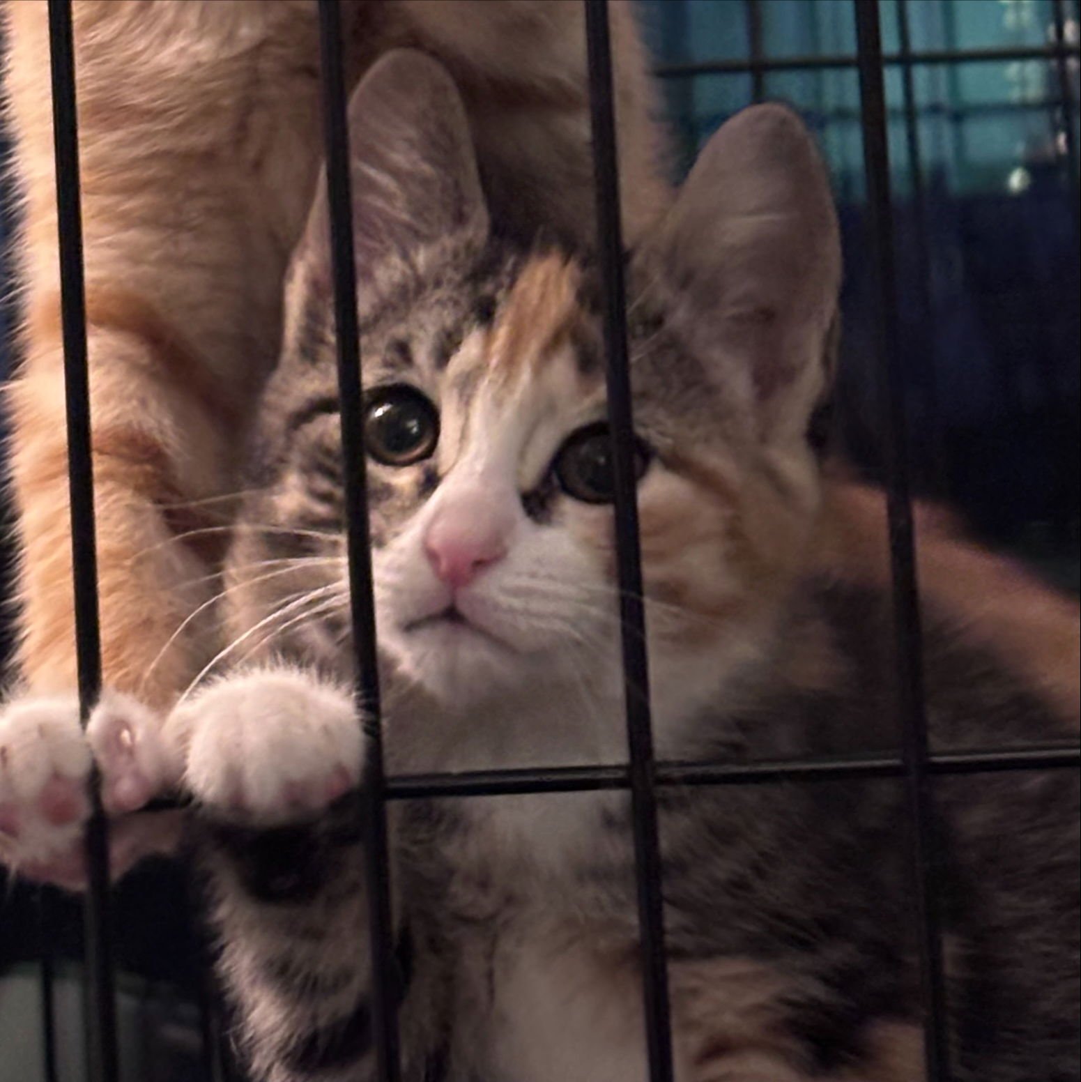 LIZZY (FCID# 02/02/2026 - 62 ) KC - Tabby / Calico available for adoption