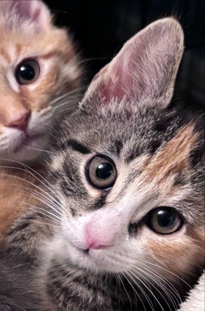 Lizzy (FCID# 02/02/2026 - 62 ) KC - Photo 3