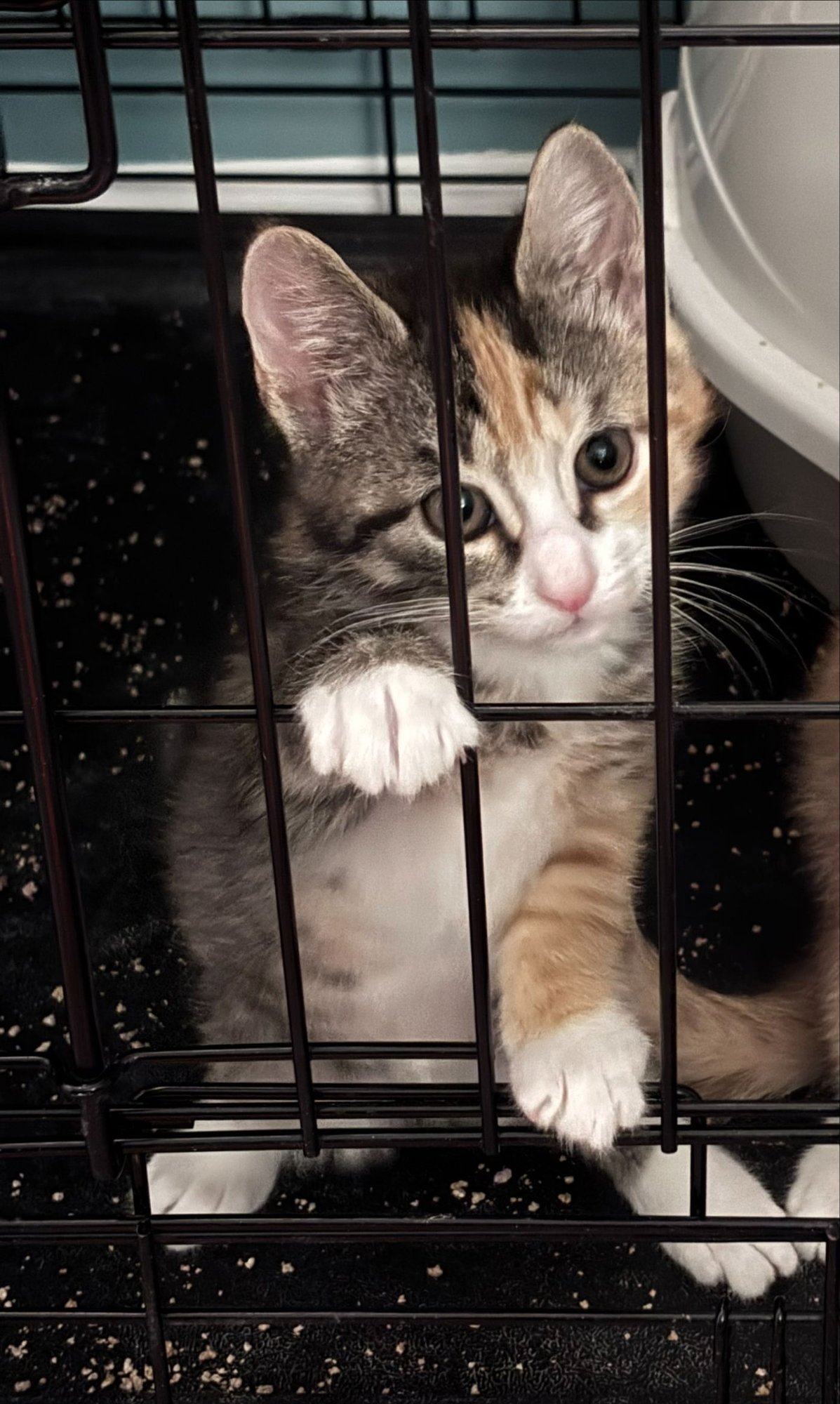 Lizzy (FCID# 02/02/2026 - 62 ) KC - Photo 4